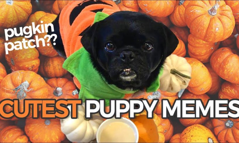 Cutest Puppy Memes Compilation Ever