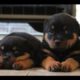 Cutest Rottweiler Puppies Of All Time - Funny Puppy Videos Compilation [NEW HD]