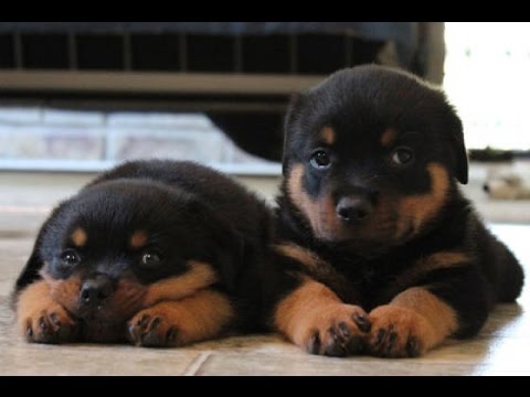 Cutest Rottweiler Puppies Of All Time - Funny Puppy Videos Compilation [NEW HD]