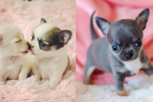 Cutest Teacup Chihuahua Puppies Video Compilation
