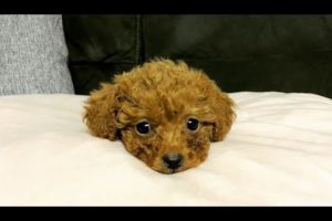 Cutest Toy Poodle Puppies Video Compilation