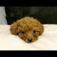 Cutest Toy Poodle Puppies Video Compilation