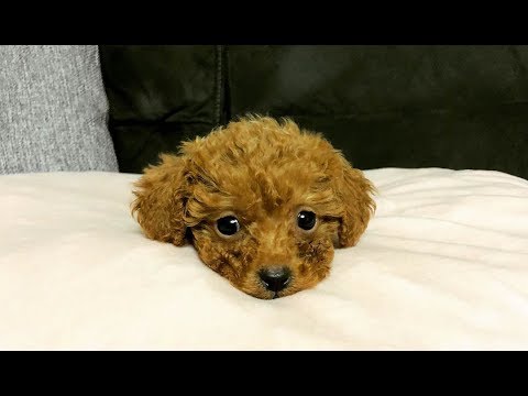 Cutest Toy Poodle Puppies Video Compilation