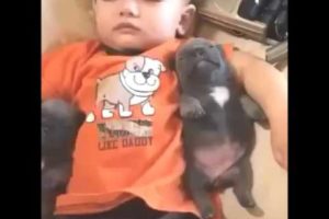 Cutest Video of The Year - Cute Puppies Sleeping With Baby