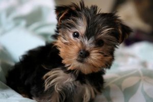 Cutest Yorkies Puppies  - A Funny Dogs Videos Compilation 2017