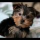 Cutest Yorkies Puppies  - A Funny Dogs Videos Compilation 2017