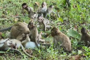 Cutest moments of how lovely baby monkeys playing, adorable baby animals playing funny videos