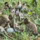 Cutest moments of how lovely baby monkeys playing, adorable baby animals playing funny videos