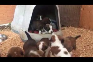 Cutest puppies ever. St Bernard x pups