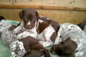 Cutest puppies in the world!!! Cute puppies, 5 week old gsp pups