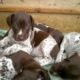 Cutest puppies in the world!!! Cute puppies, 5 week old gsp pups
