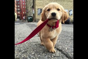 Cutest puppies in the world#funny dogs