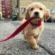 Cutest puppies in the world#funny dogs