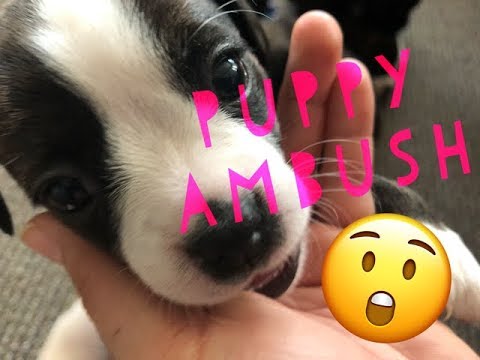 Cutest puppies playing | Funny pet video