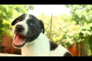 Cutest puppy rescued with injured mom at Animal Aid, India - Animals Rescued  Ep 142