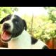 Cutest puppy rescued with injured mom at Animal Aid, India - Animals Rescued  Ep 142