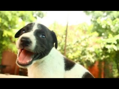 Cutest puppy rescued with injured mom at Animal Aid, India - Animals Rescued  Ep 142