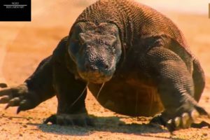 Deadly Animal Fights-Komodo Dragon-CRAZIEST Animal Fights Caught On Camera