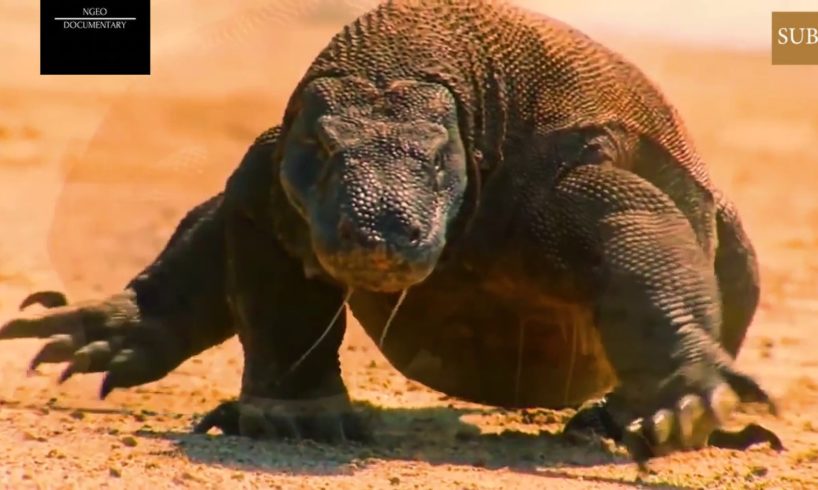 Deadly Animal Fights-Komodo Dragon-CRAZIEST Animal Fights Caught On Camera