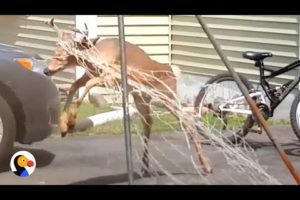 Deer Rescued from Soccer Net: INTENSE Animal Rescue | The Dodo