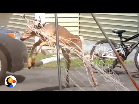 Deer Rescued from Soccer Net: INTENSE Animal Rescue | The Dodo