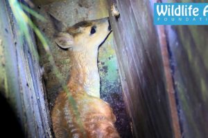 Deer rescued from sure death - Wildlife Rescue