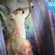 Deer rescued from sure death - Wildlife Rescue