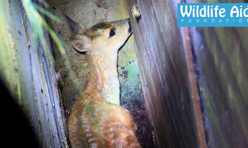 Deer rescued from sure death - Wildlife Rescue