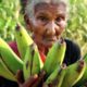 Delicious Banana Recipe |  Banana Fry By Our Granny Mastanamma