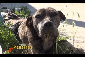 Dennis - a sick, neglected Pit Bull gets abandoned on a bridge and left to die.  Please share.
