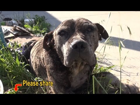 Dennis - a sick, neglected Pit Bull gets abandoned on a bridge and left to die.  Please share.