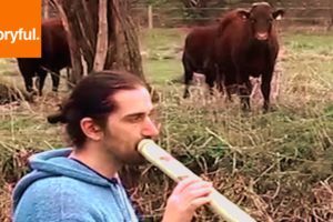 Didgeridoo Player Herds Field Of Cows (Storyful, Wild Animals)