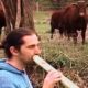 Didgeridoo Player Herds Field Of Cows (Storyful, Wild Animals)