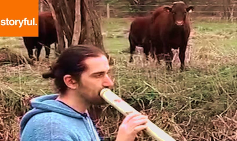 Didgeridoo Player Herds Field Of Cows (Storyful, Wild Animals)