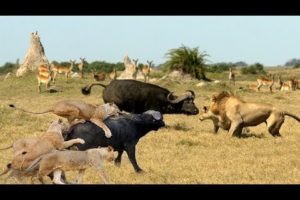 Discovery Wild Animal Fights | 2 Buffalo vs 10 Lion, Hyena & Wild dogs attacks Deer - Baboon,tiger..