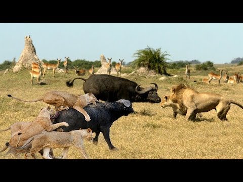 Discovery Wild Animal Fights | 2 Buffalo vs 10 Lion, Hyena & Wild dogs attacks Deer - Baboon,tiger..
