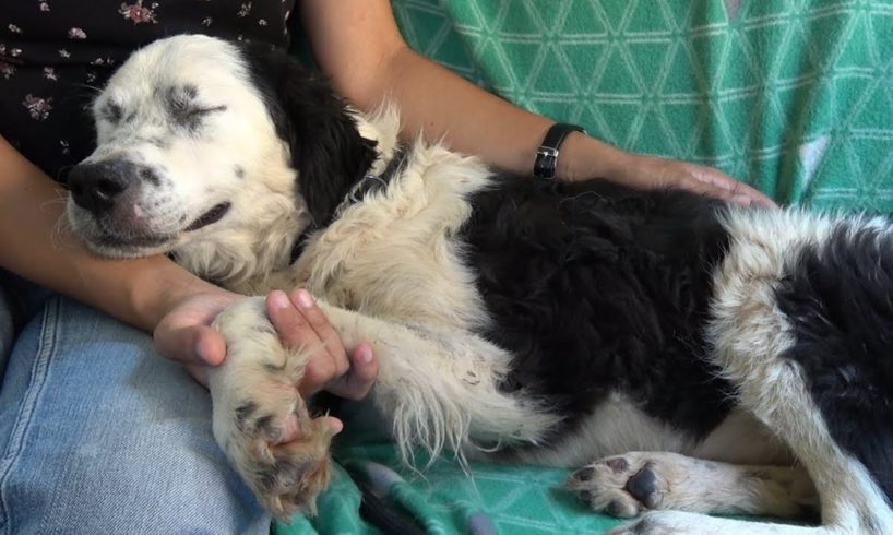 Dog Falls Asleep On My Lap After Realizing She’s Being Rescued