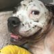 Dog Found Near Death is So Happy Now + Dog Rescues That Will Make You Cry | The Dodo Top 5