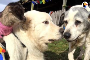 Dog Loves To Protect All The Animals In His Sanctuary - MICHAEL | The Dodo