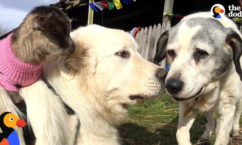 Dog Loves To Protect All The Animals In His Sanctuary - MICHAEL | The Dodo