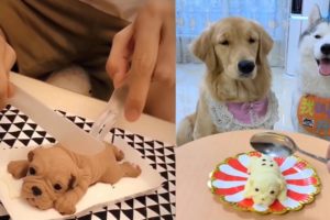 Dog Reaction to Cutting Cake - Funny Dog Cake Reaction Compilation