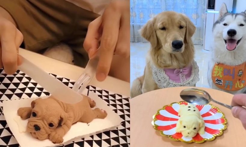 Dog Reaction to Cutting Cake - Funny Dog Cake Reaction Compilation