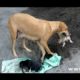 Dog Saves Newborn Puppies |  CUTE PUPPIES