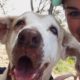 Dog Who Spent 7 Years In The Shelter Is SO Happy To Have A Family | The Dodo Faith = Restored