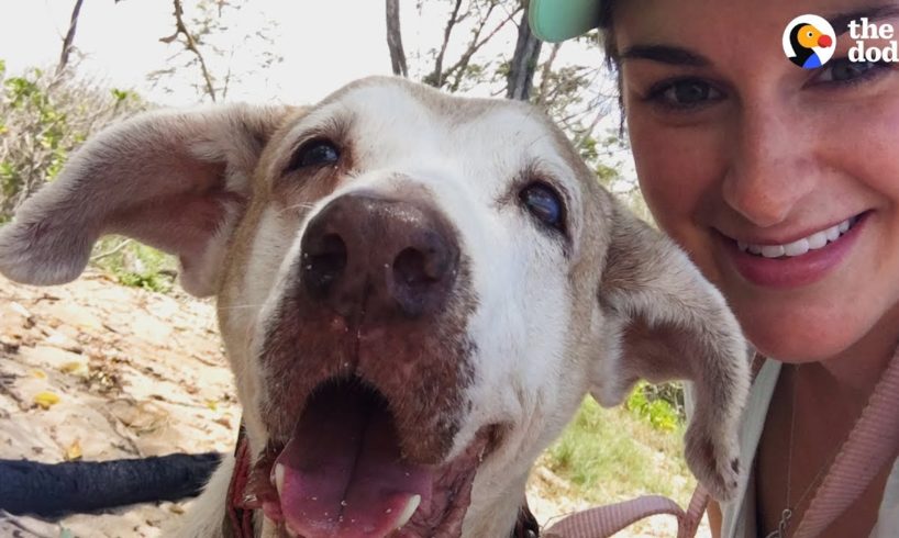 Dog Who Spent 7 Years In The Shelter Is SO Happy To Have A Family | The Dodo Faith = Restored