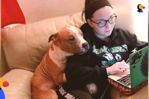 Dog Whose Photo Went Viral Has Sweetest Adoption Story - RUSS UPDATE | The Dodo