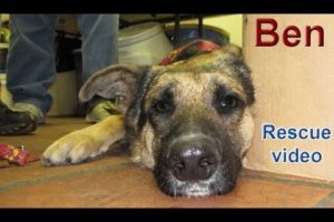 Dog rescue: Sweet Ben.