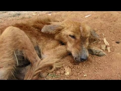 Dog starving from broken jaw rescued - Animals Rescued  Ep 1