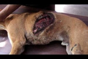 Dog suffocating from collapsed lungs and gaping wound healed - Animals Rescued  Ep 4