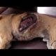 Dog suffocating from collapsed lungs and gaping wound healed - Animals Rescued  Ep 4
